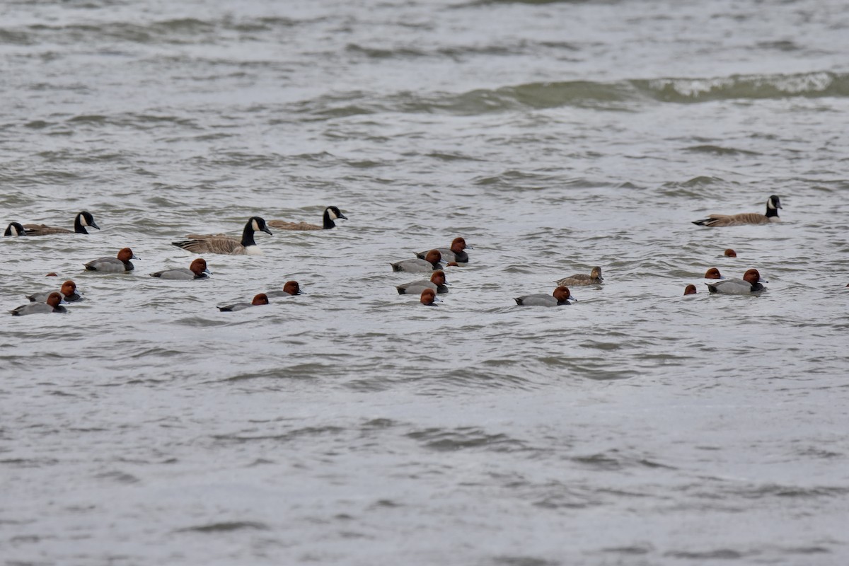 Redhead - ML645670874