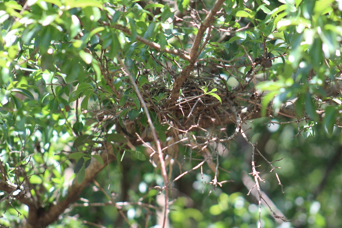 Crowned Slaty Flycatcher - ML645670885