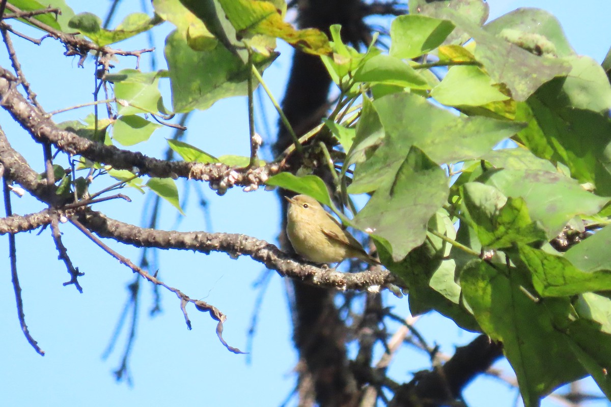 Common Chaffinch - ML645670890