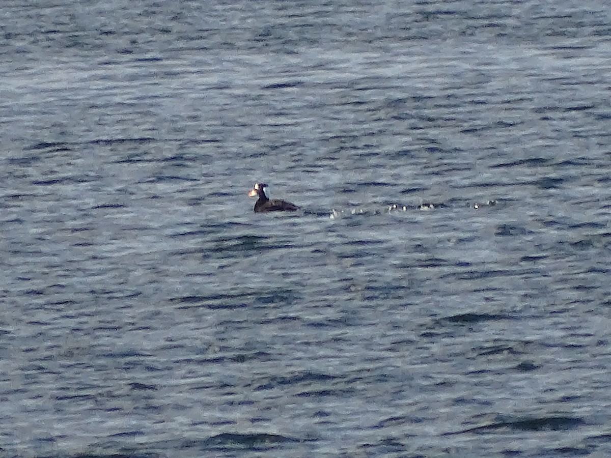 Surf Scoter - ML645670891