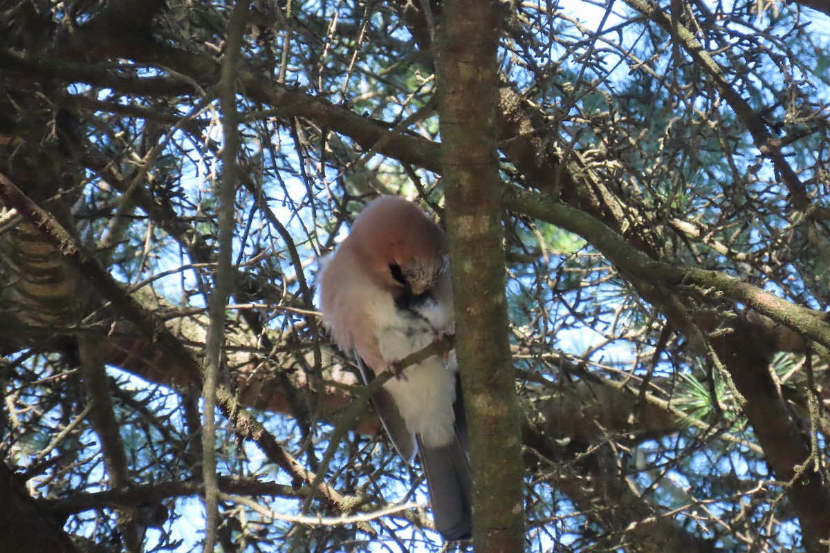 Eurasian Jay - ML645670894