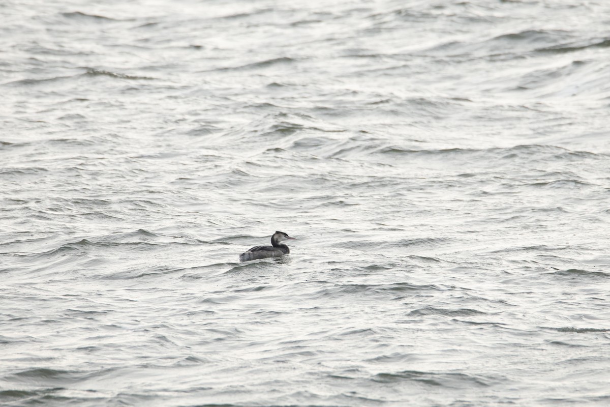 Great Crested Grebe - ML645670895