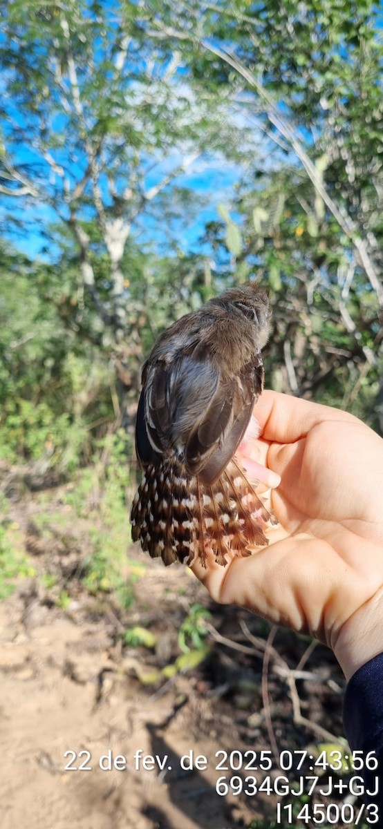 Silvery-cheeked Antshrike - ML645670900