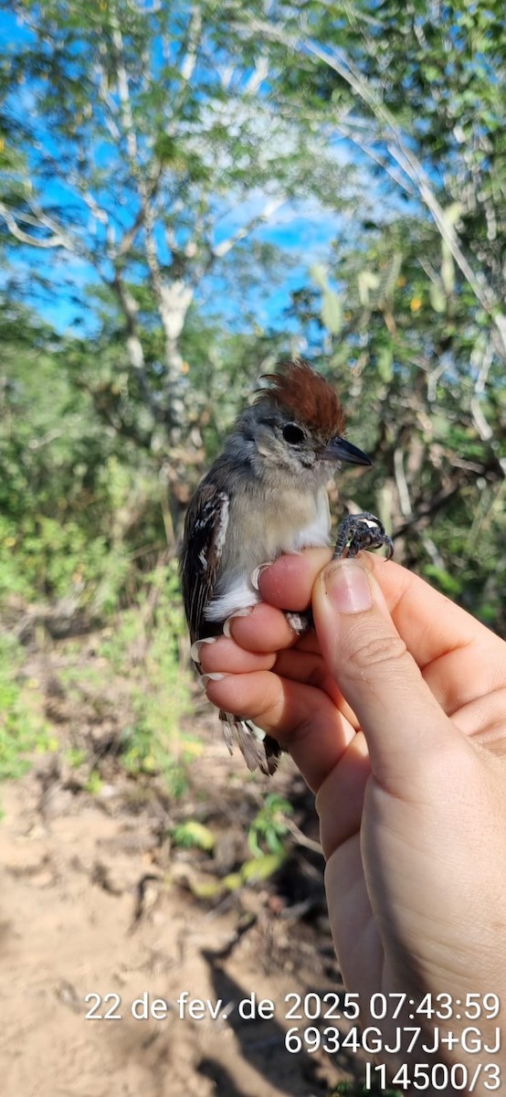 Silvery-cheeked Antshrike - ML645670903