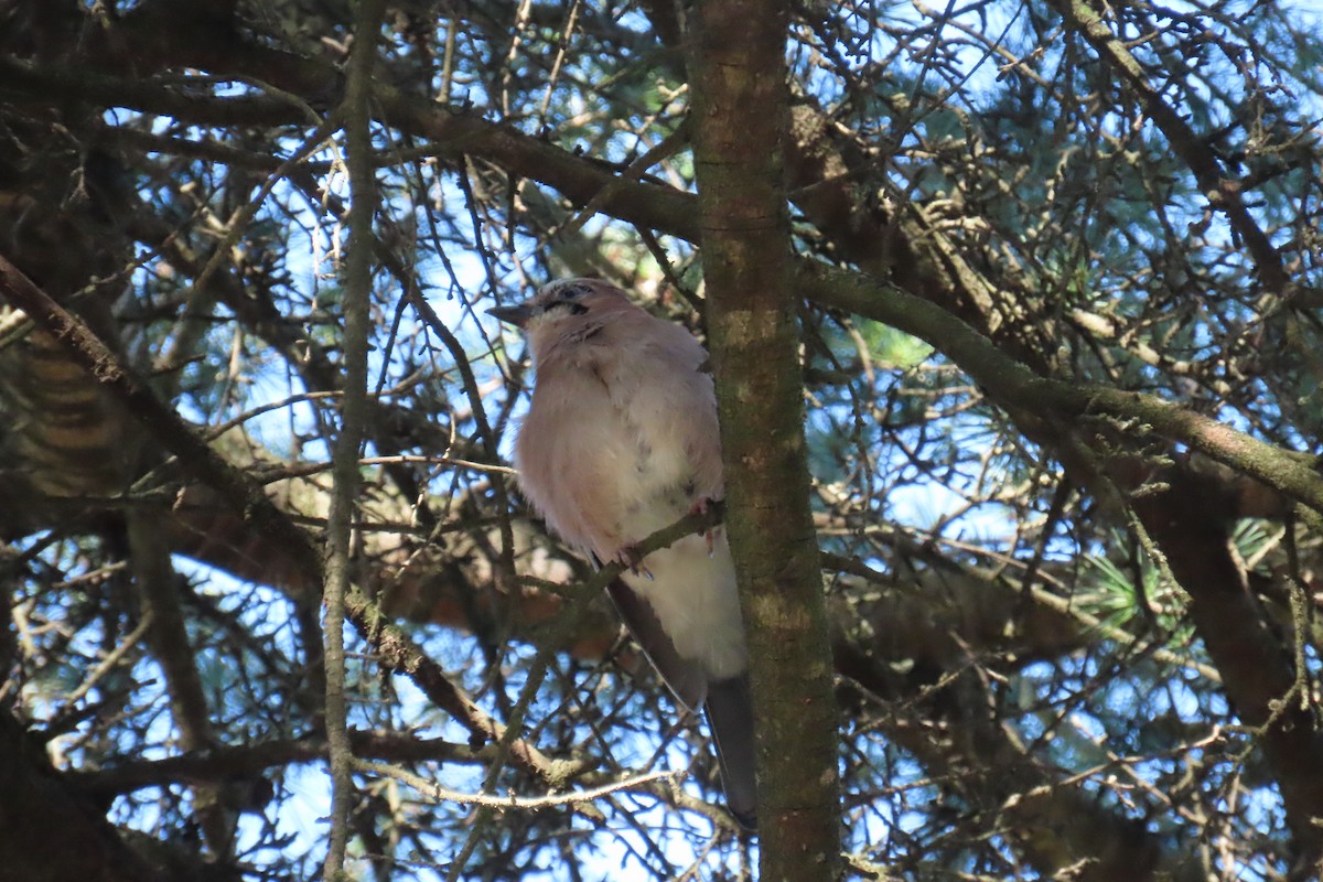Eurasian Jay - ML645670905
