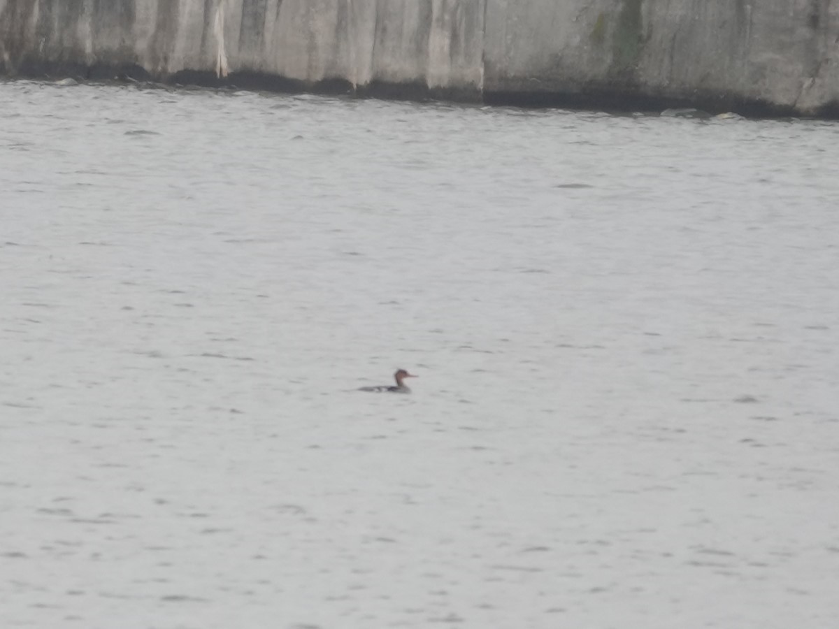 Red-breasted Merganser - ML645670907