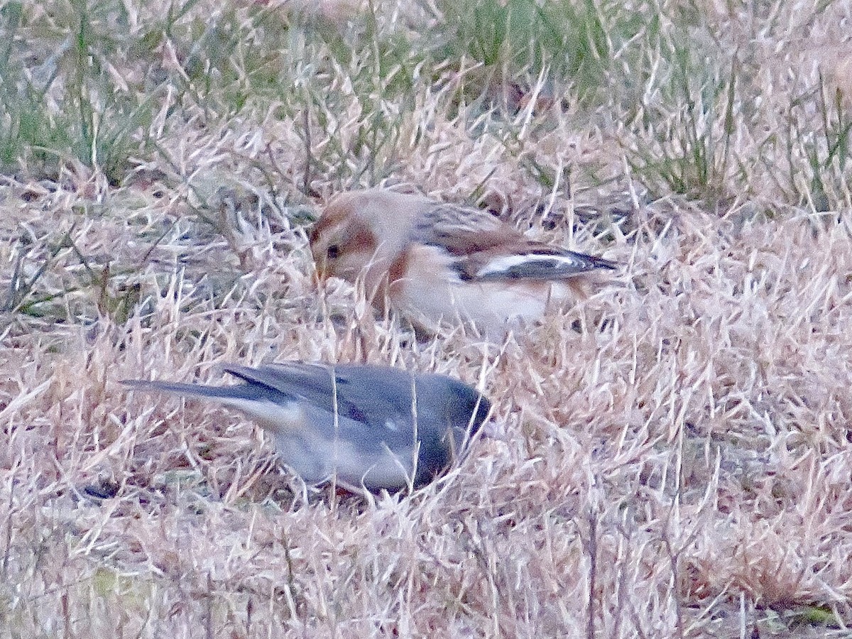 Snow Bunting - ML645670908