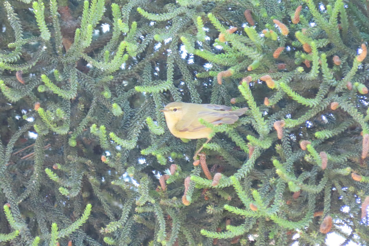 Common Chaffinch - ML645670910