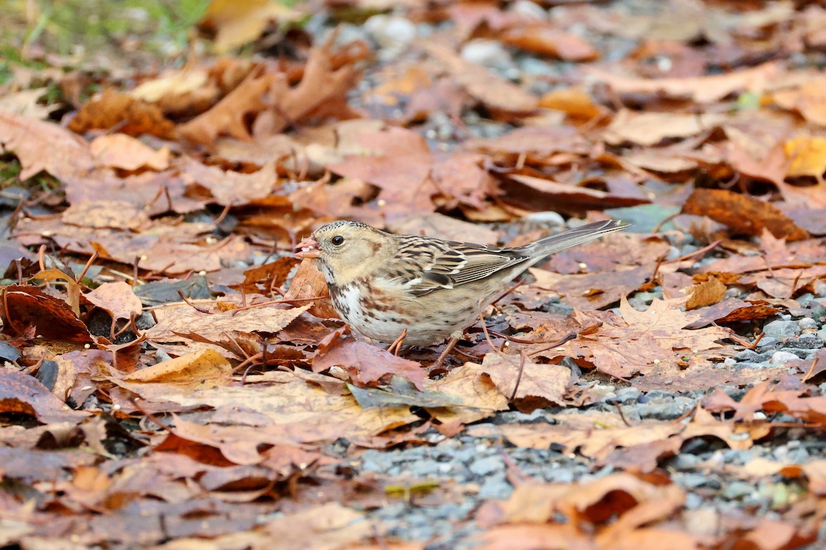 Harris's Sparrow - ML645670911