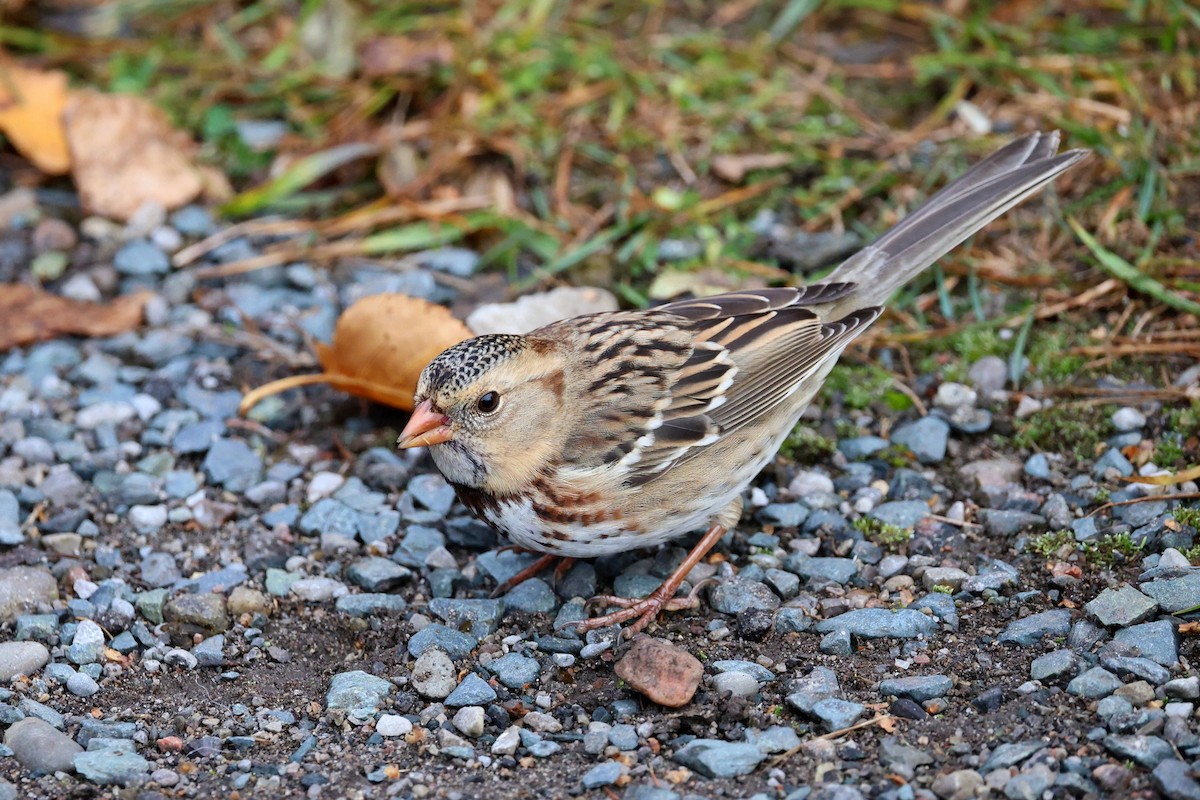 Harris's Sparrow - ML645670912