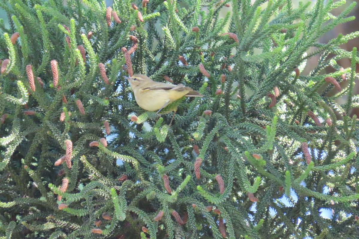 Common Chaffinch - ML645670913