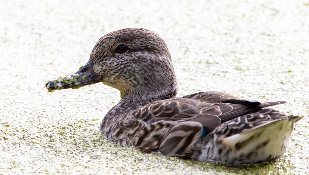 Green-winged Teal - ML645670914