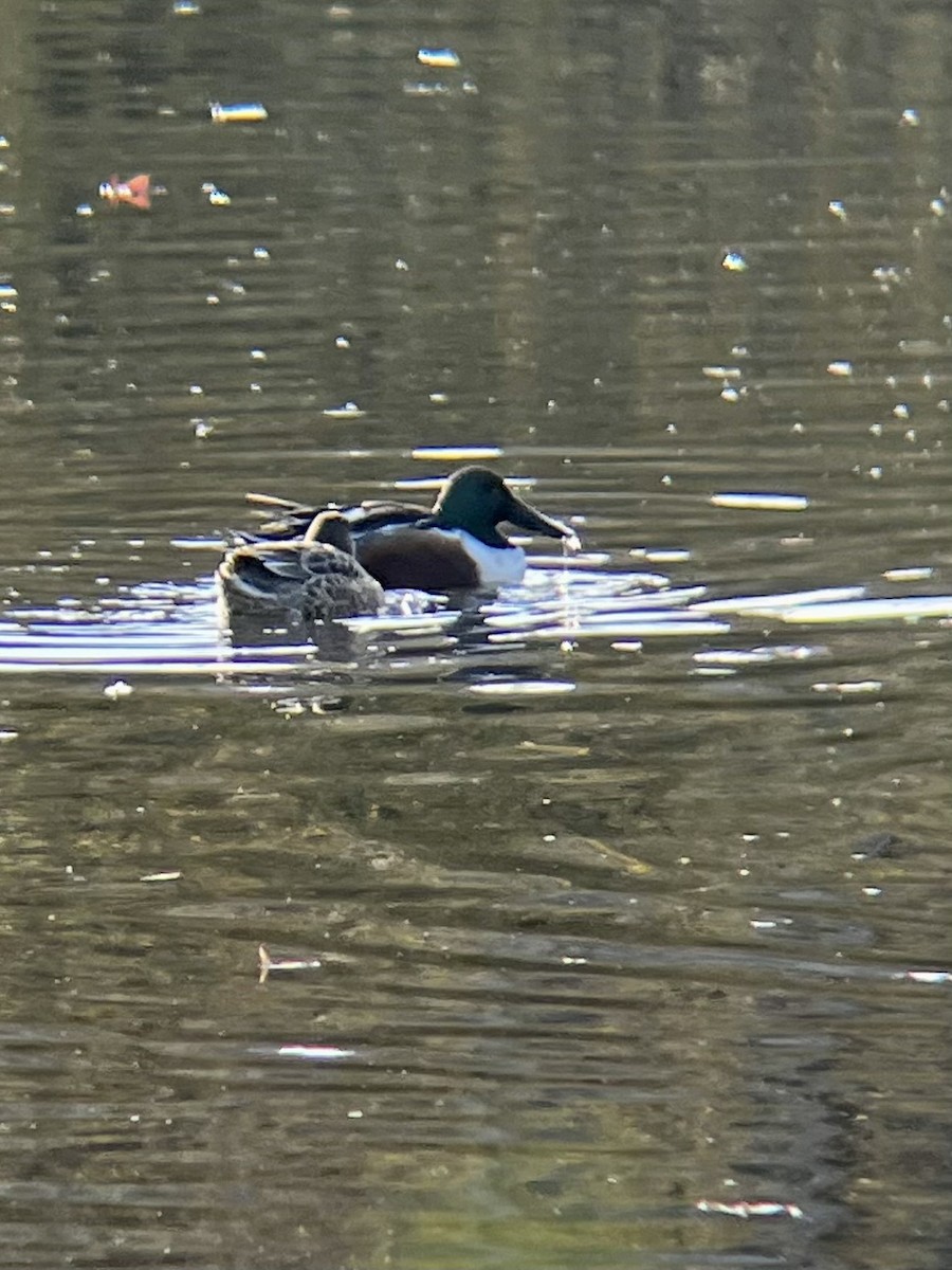 Northern Shoveler - ML645670916