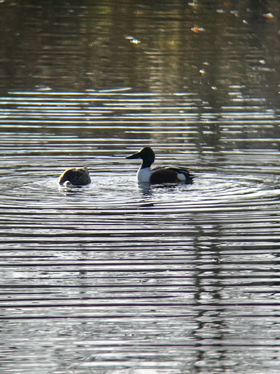 Northern Shoveler - ML645670917