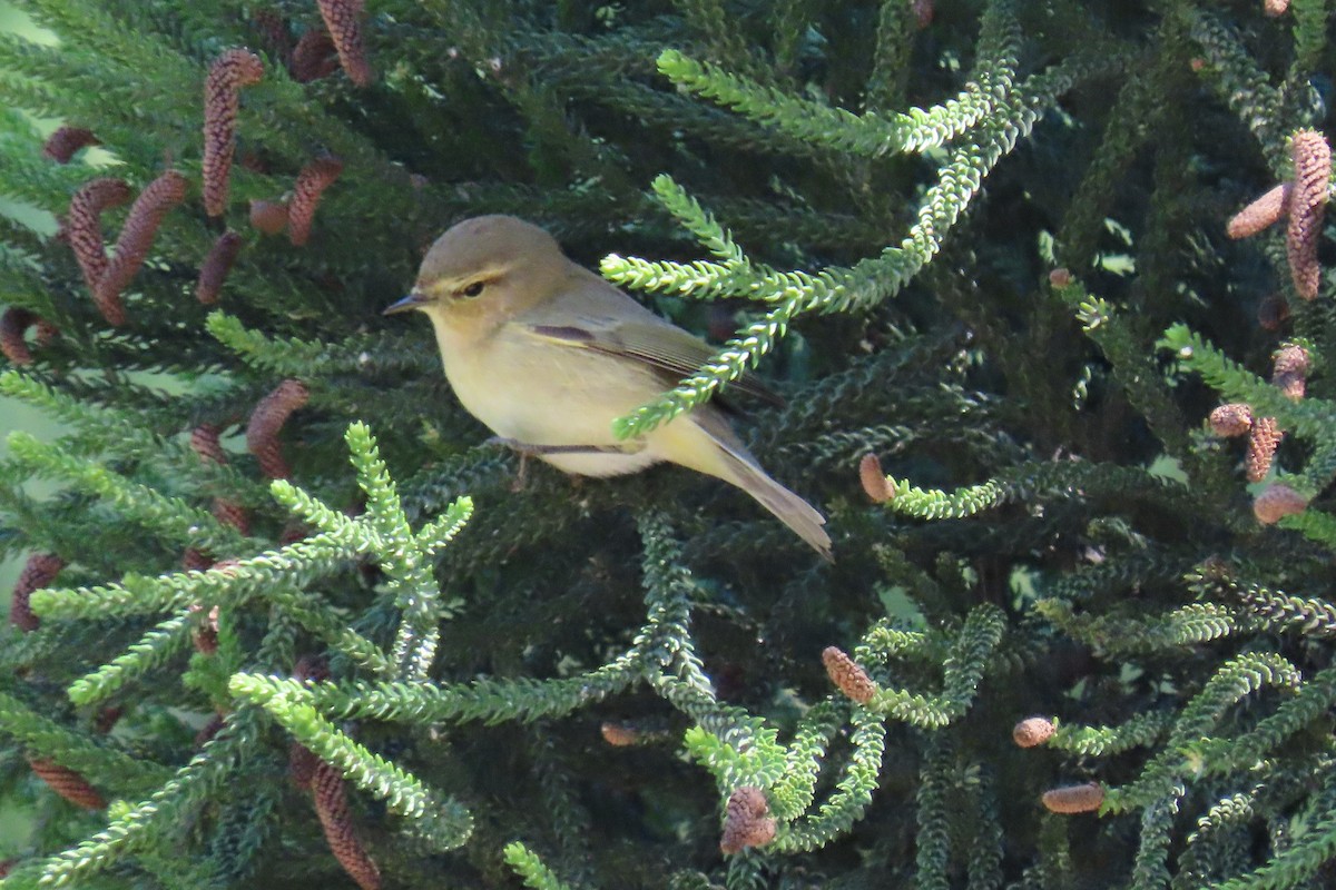 Common Chaffinch - ML645670918