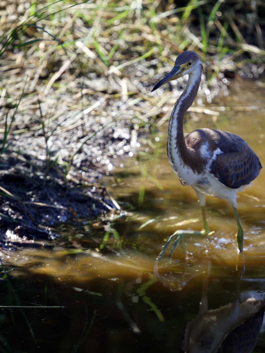Tricolored Heron - ML645670920
