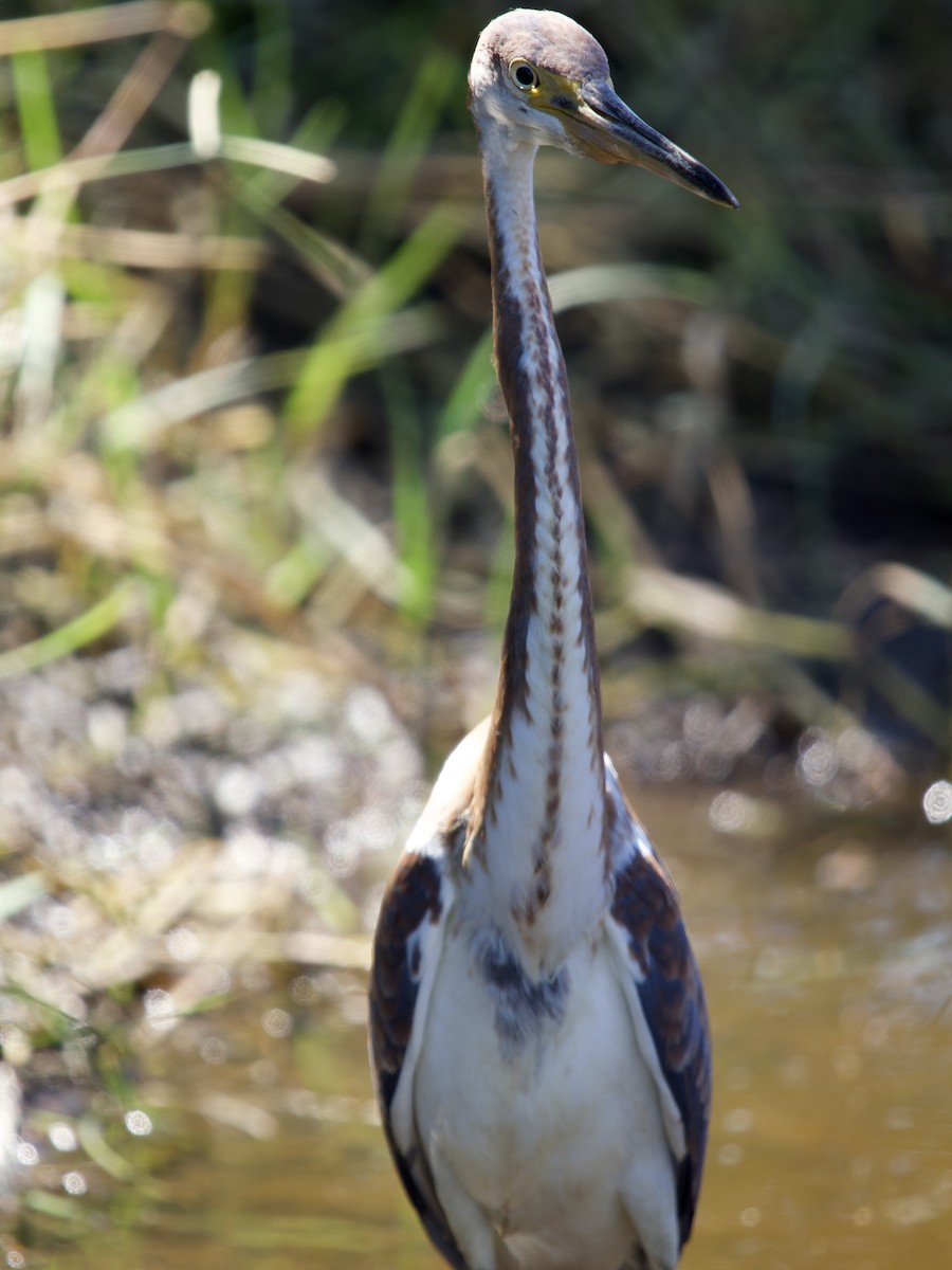 Tricolored Heron - ML645670921