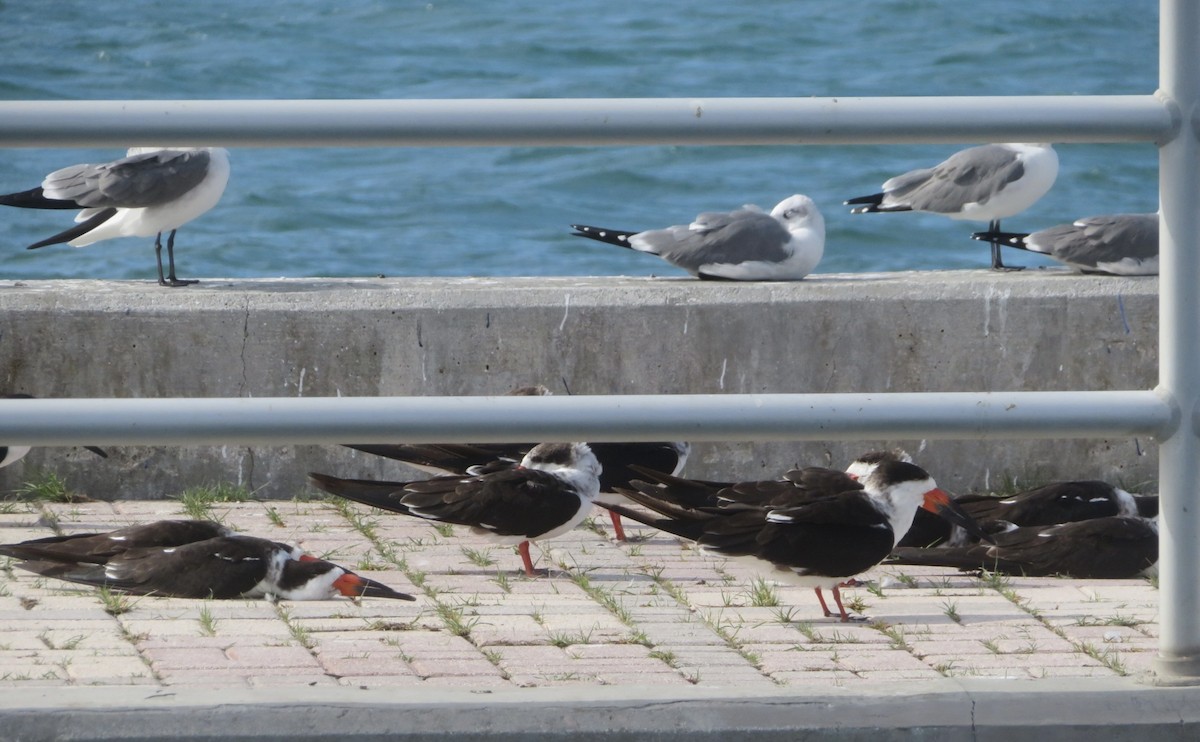 Black Skimmer - ML645670923