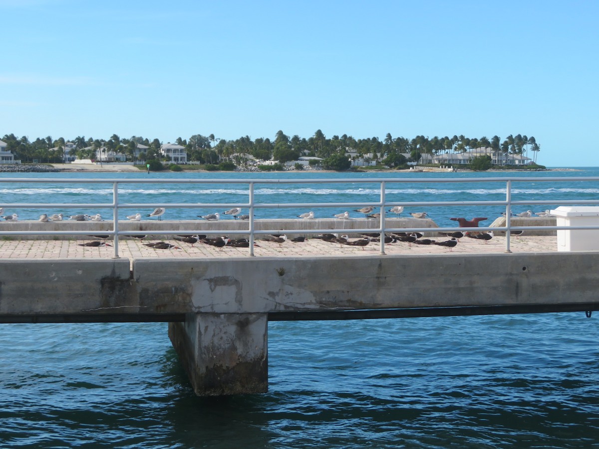 Black Skimmer - ML645670924