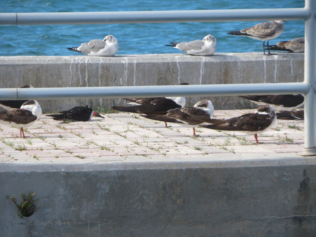 Black Skimmer - ML645670925