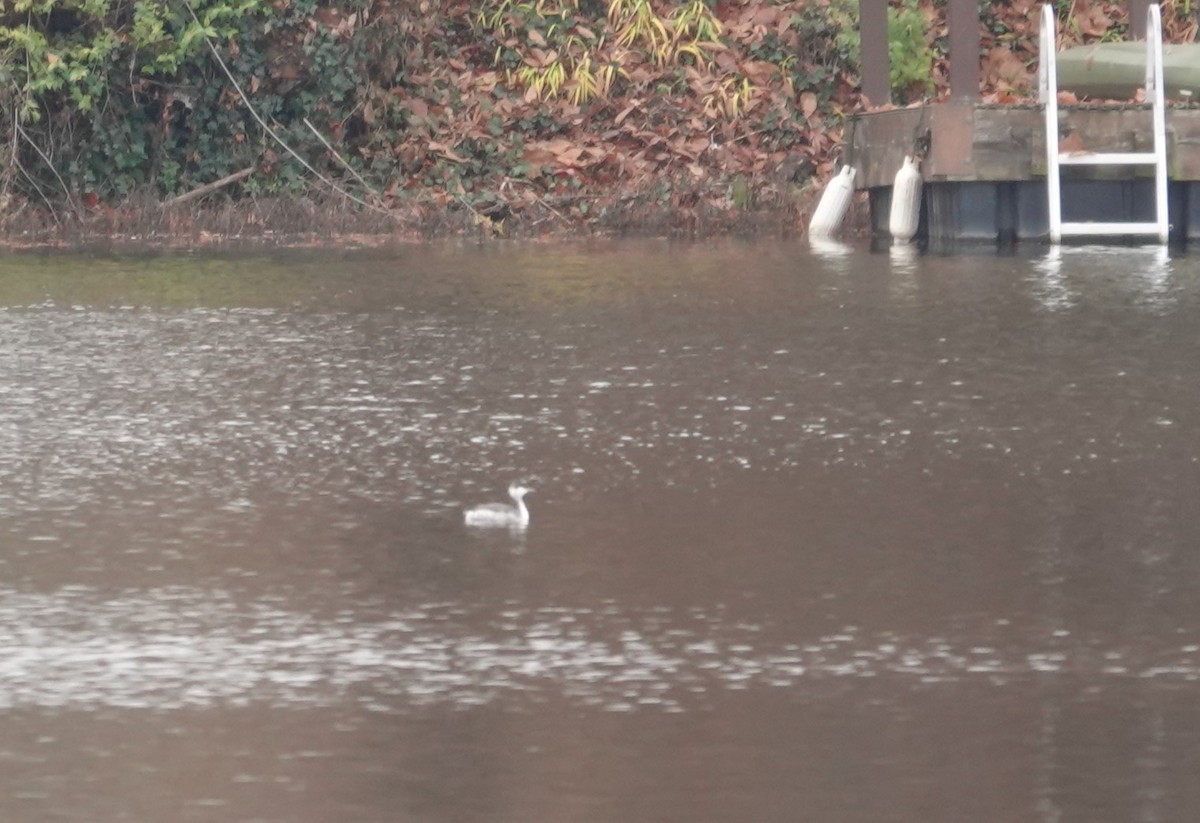 Horned Grebe - ML645670926