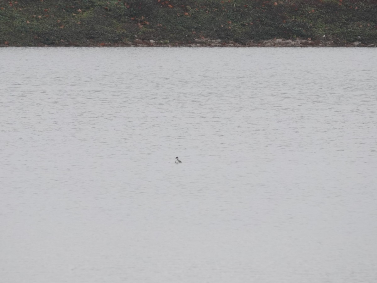 Horned Grebe - ML645670927