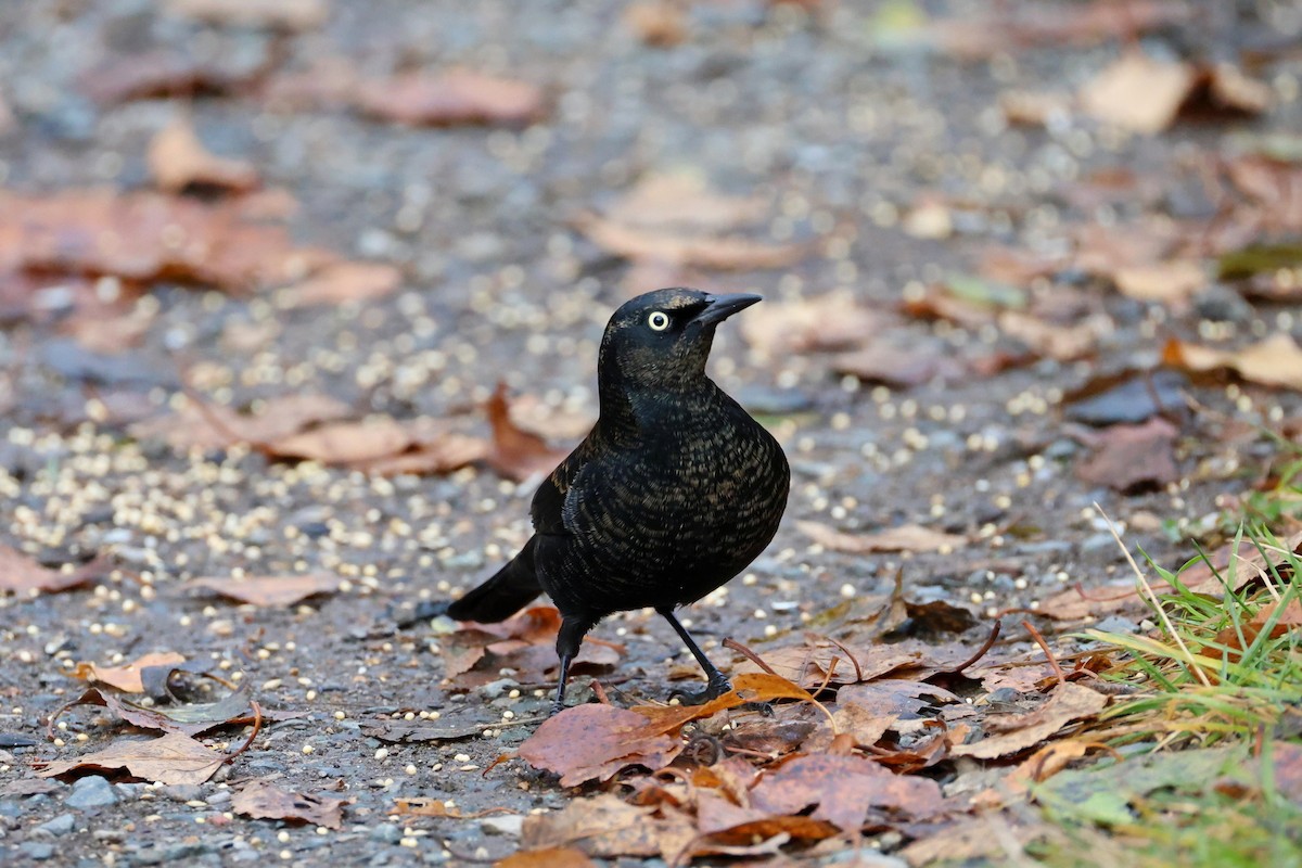 Rusty Blackbird - ML645670928