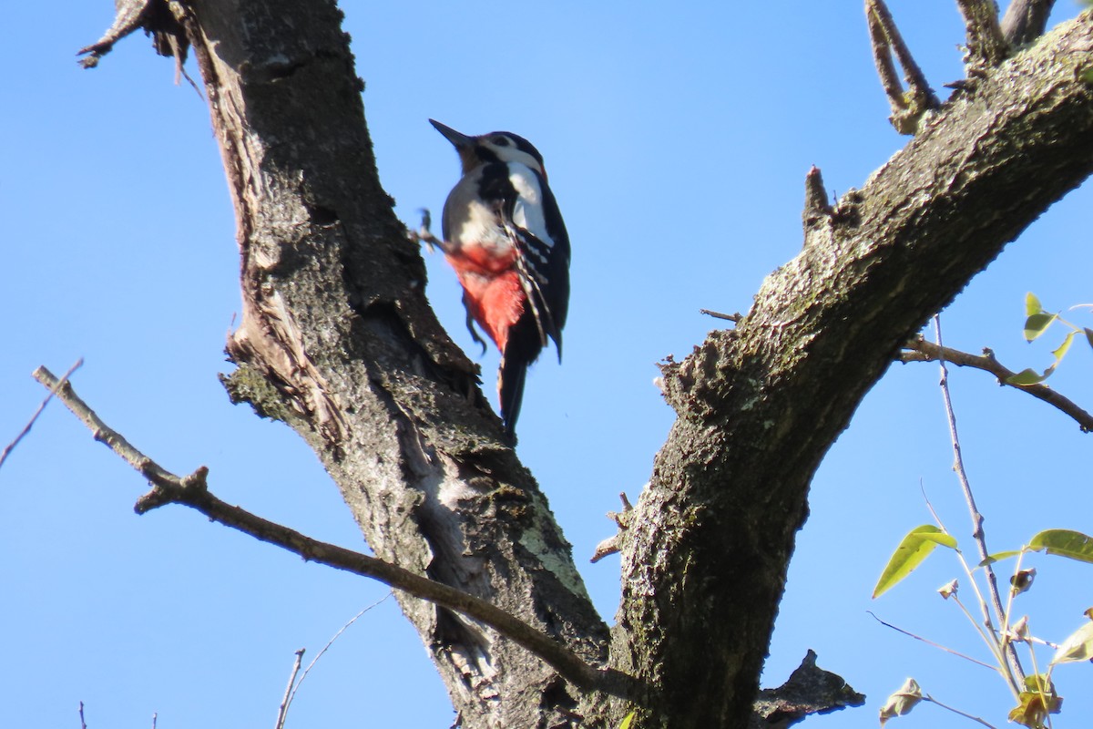 Great Spotted Woodpecker - ML645670931