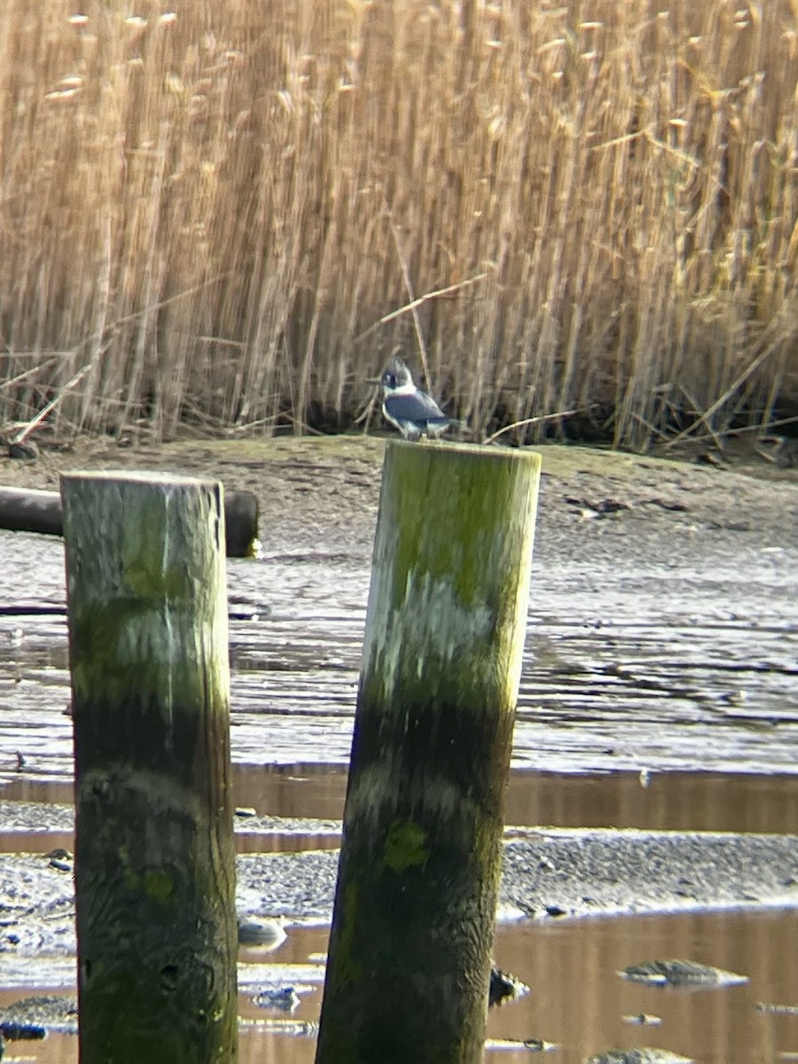 Belted Kingfisher - ML645670934