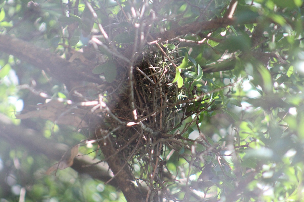 Crowned Slaty Flycatcher - ML645670940
