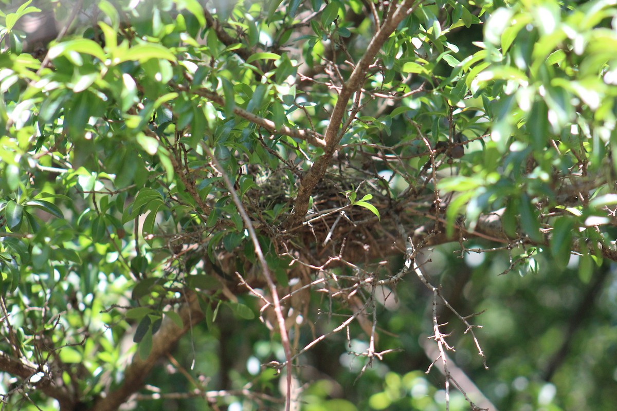 Crowned Slaty Flycatcher - ML645670941