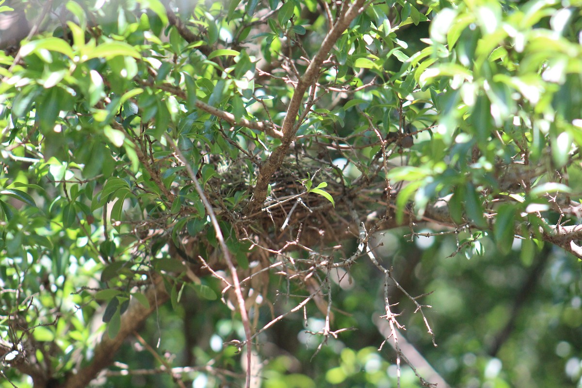 Tyran oriflamme - ML645670942