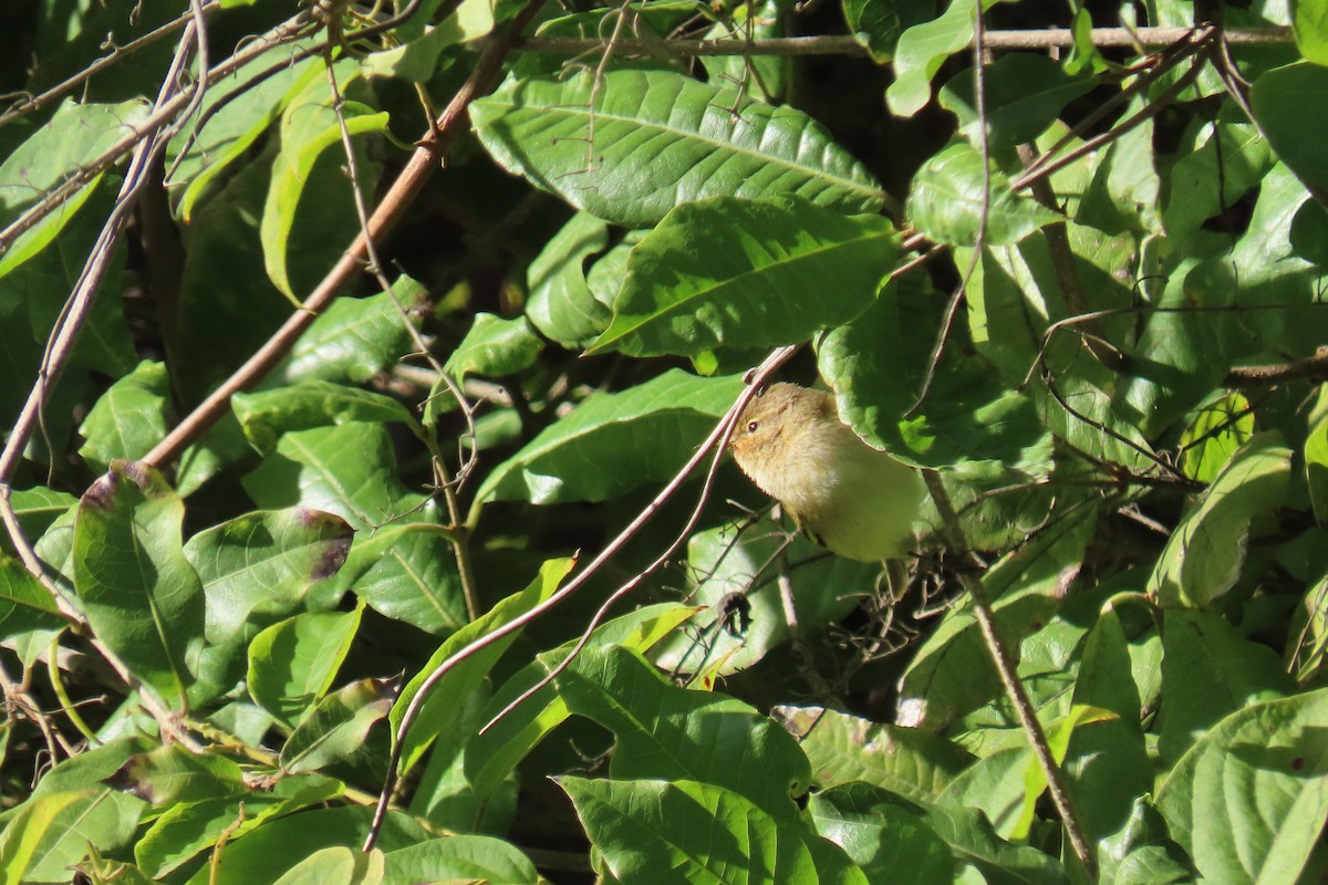Common Chaffinch - ML645670945