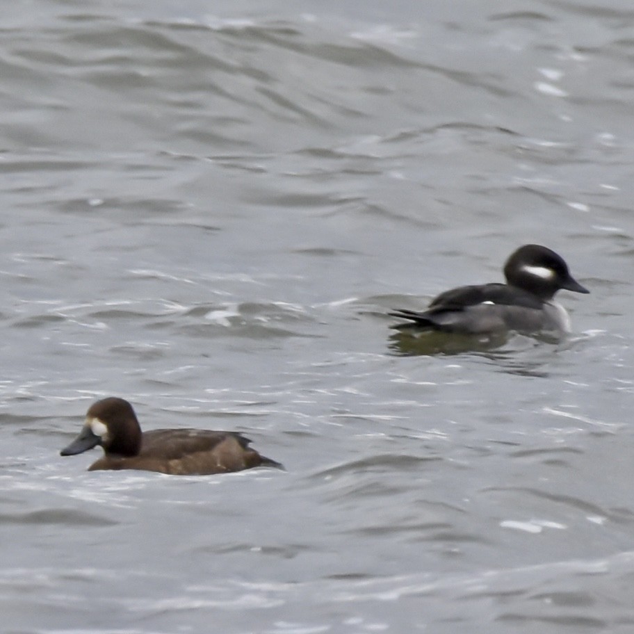 Greater Scaup - ML645670951