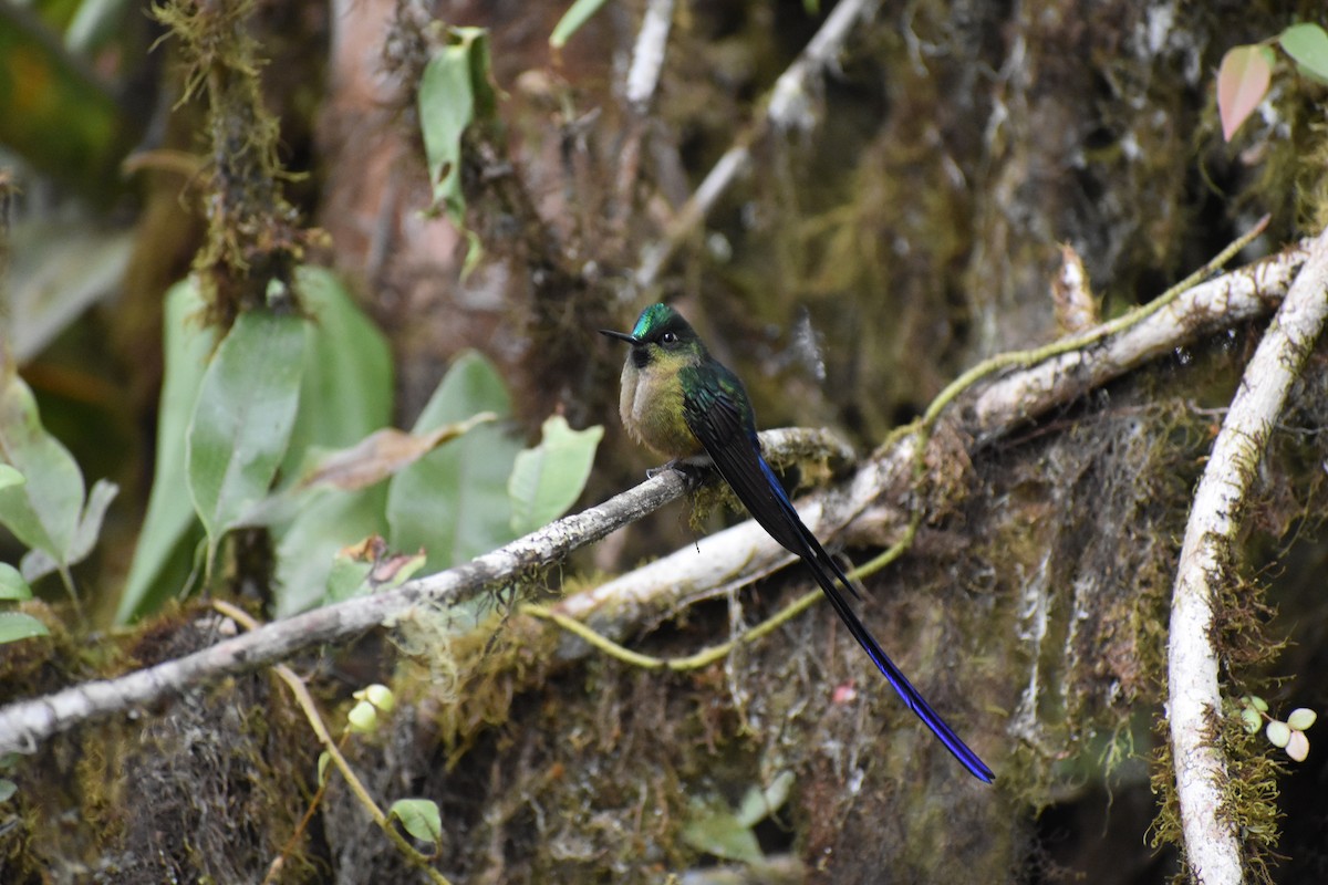 Violet-tailed Sylph - ML645670955