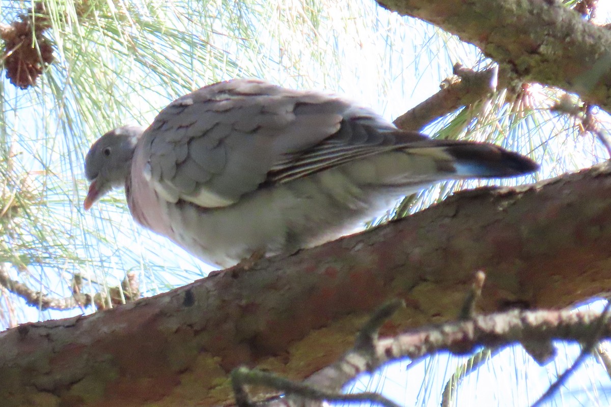 Common Wood-Pigeon - ML645670962