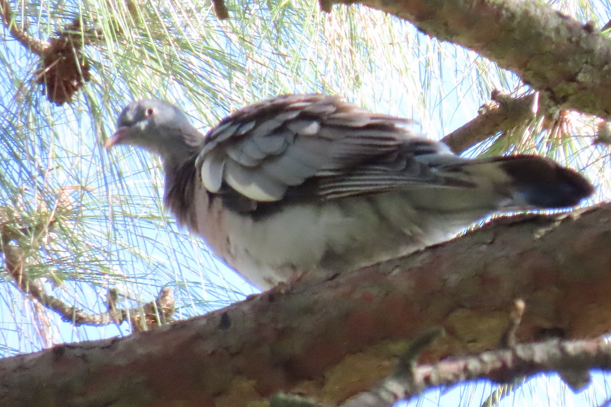 Common Wood-Pigeon - ML645670963