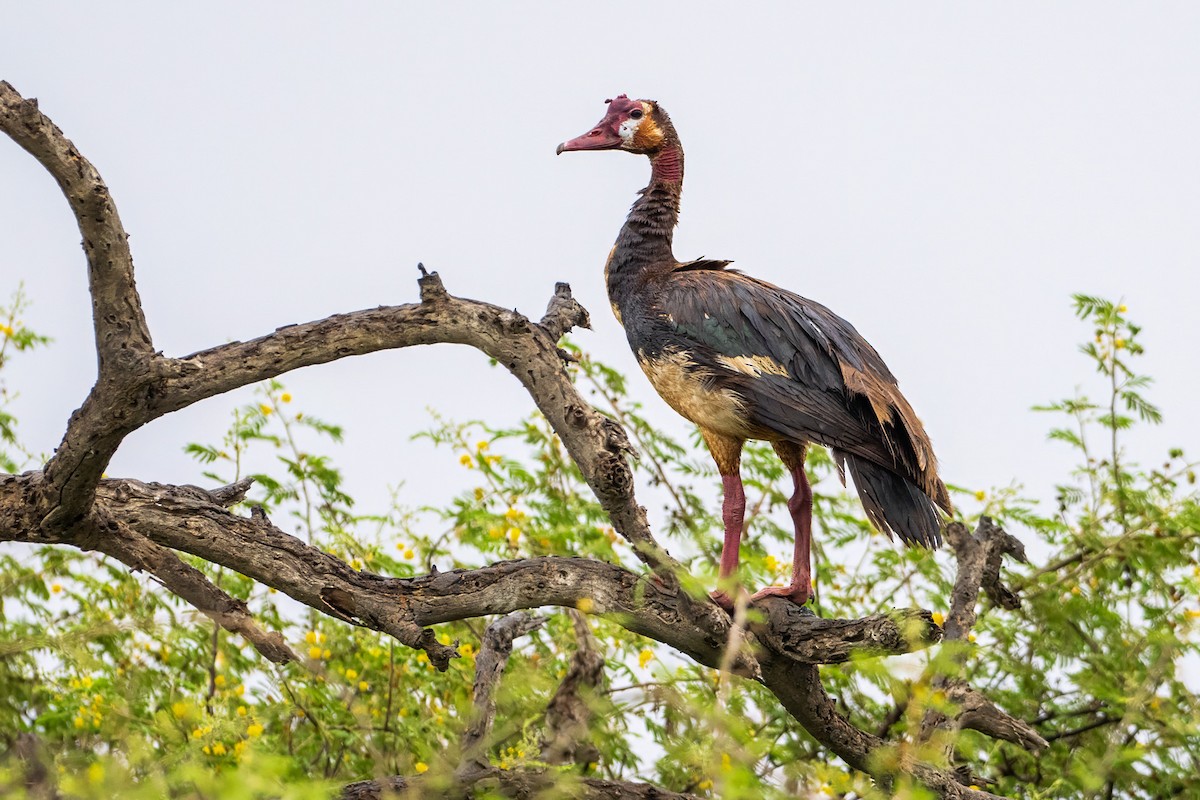Spur-winged Goose - ML645670966