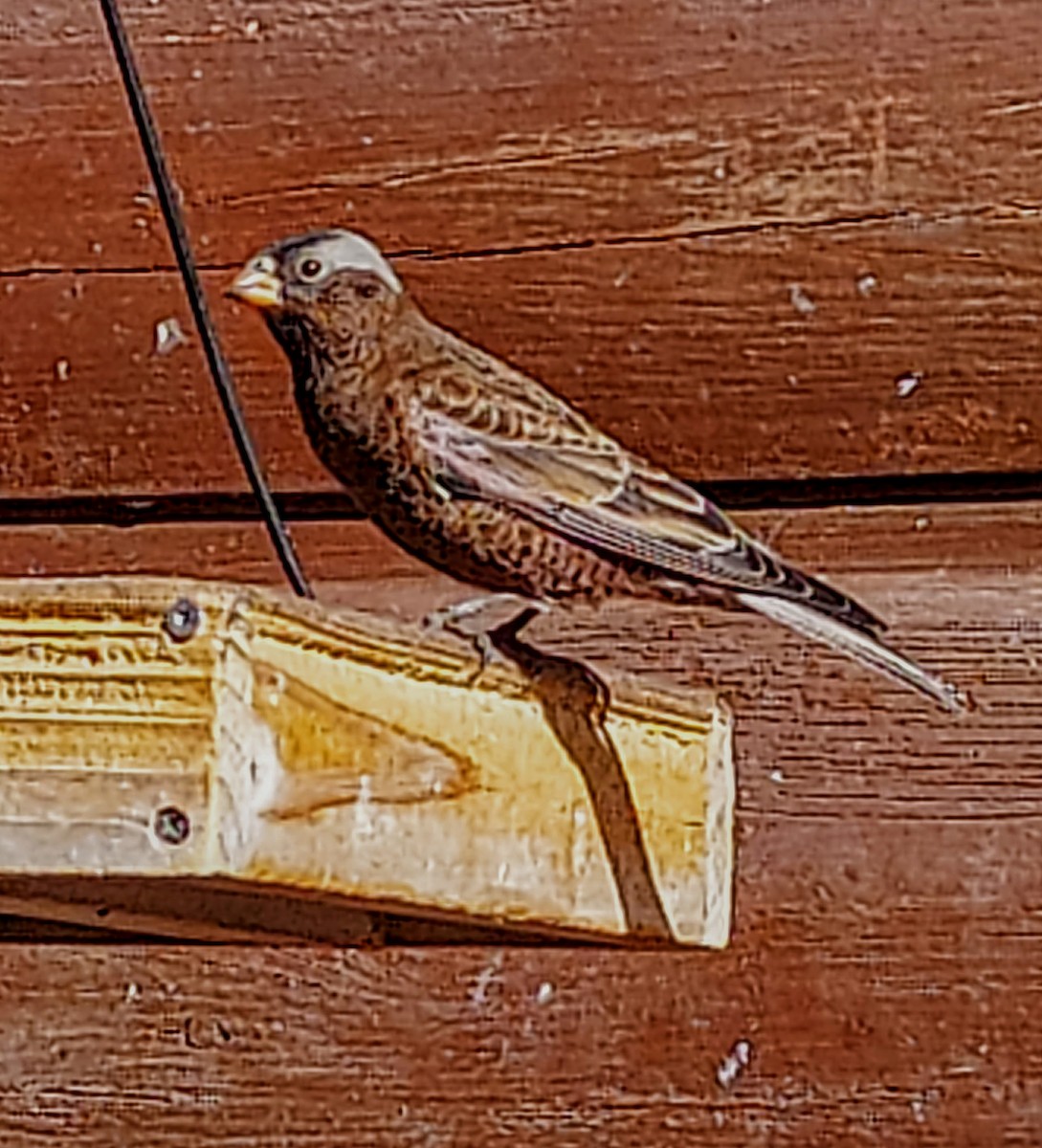 Gray-crowned Rosy-Finch - ML645670971