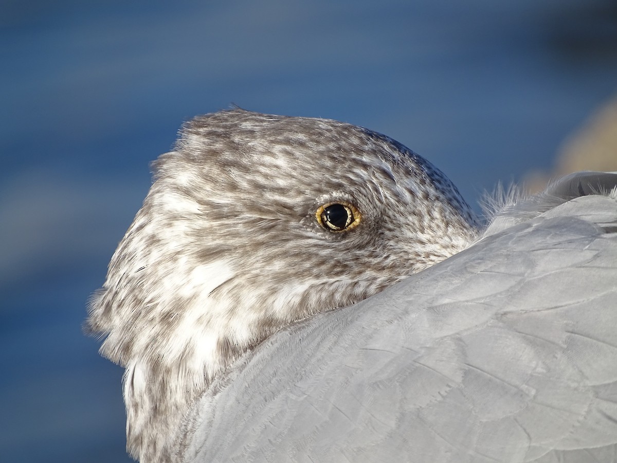 Goéland hudsonien - ML645670974