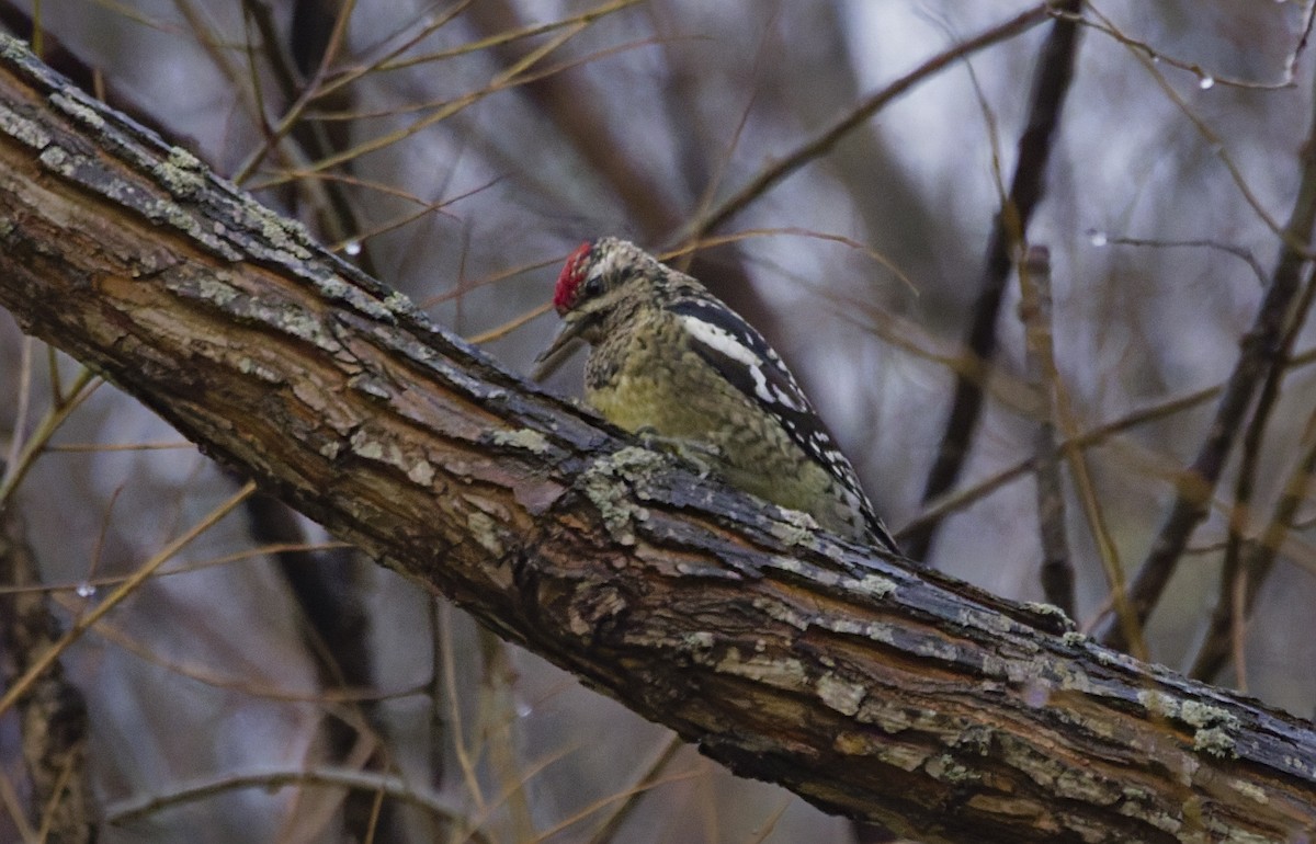 Pic maculé - ML645670975