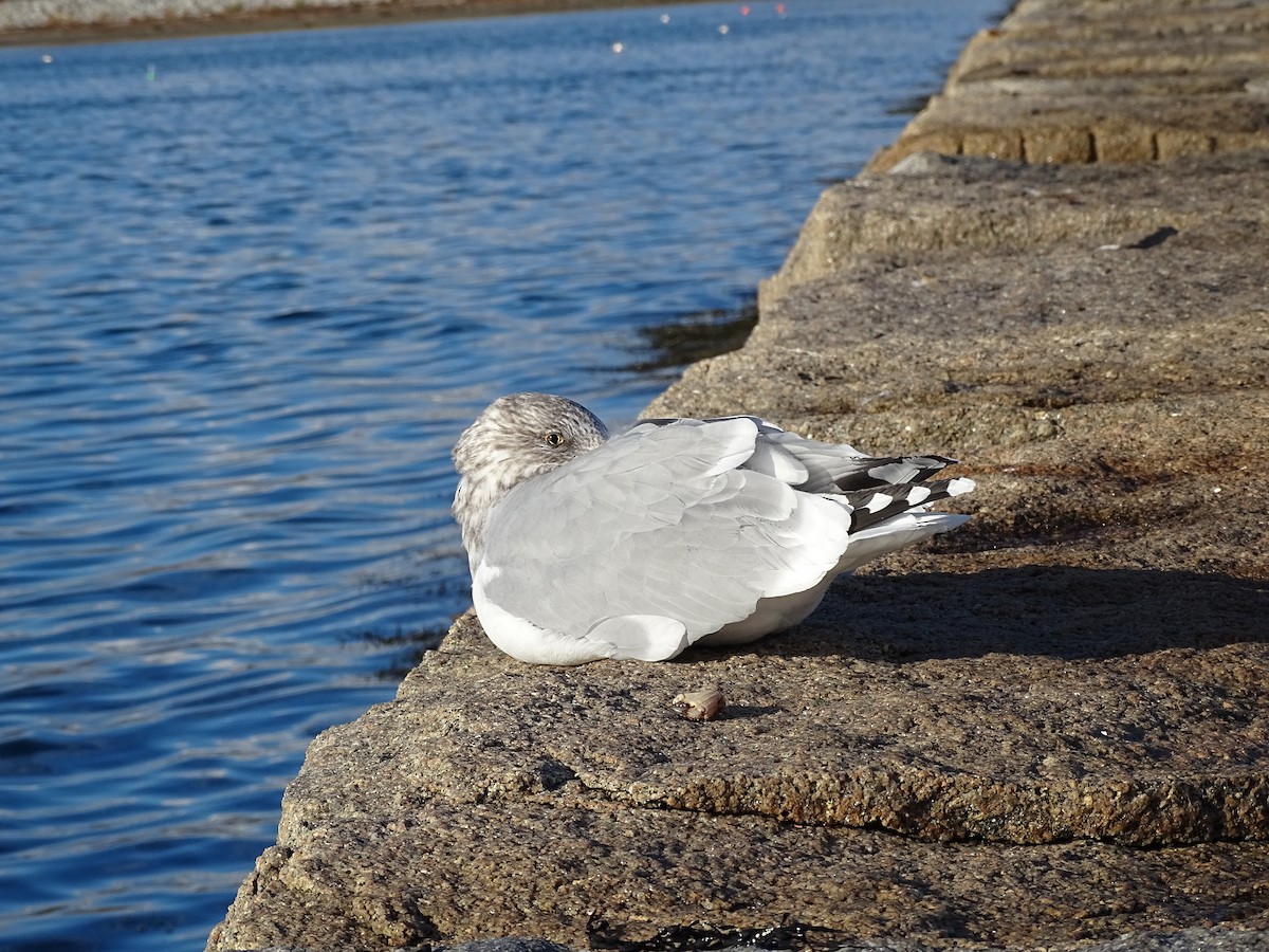 American Herring Gull - ML645670976