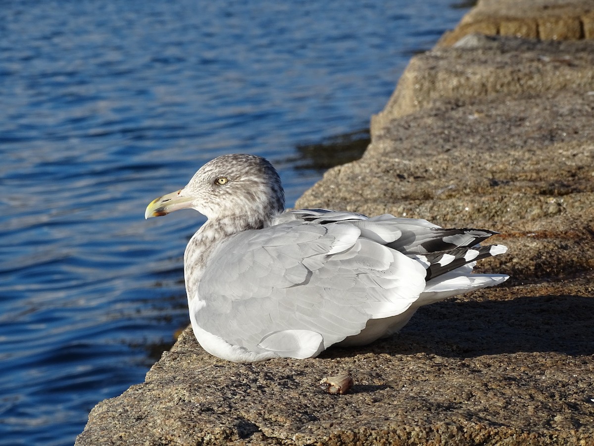 American Herring Gull - ML645670977