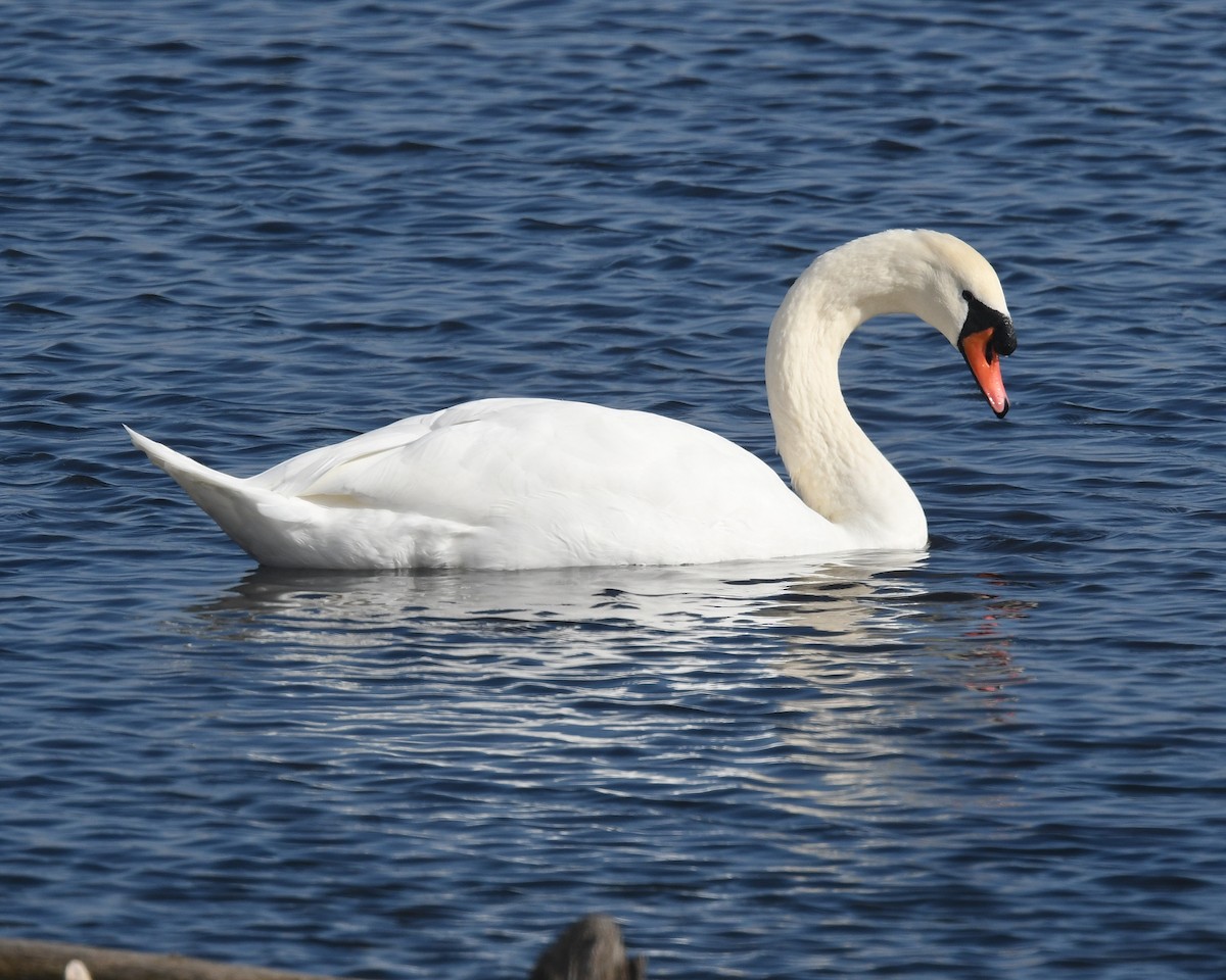 Mute Swan - ML645670978