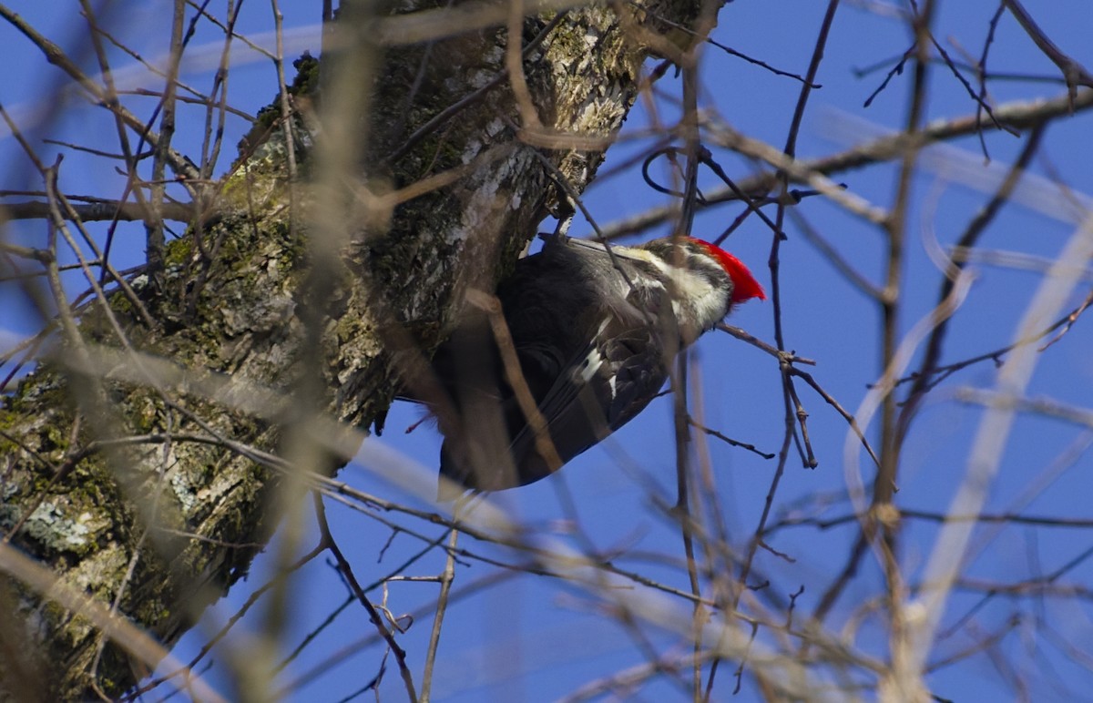 Pileated Woodpecker - ML645670981