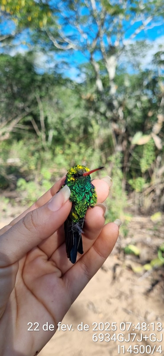 Glittering-bellied Emerald - ML645670984