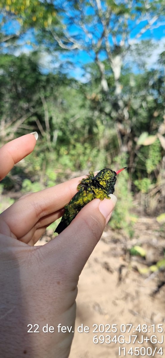 Glittering-bellied Emerald - ML645670985