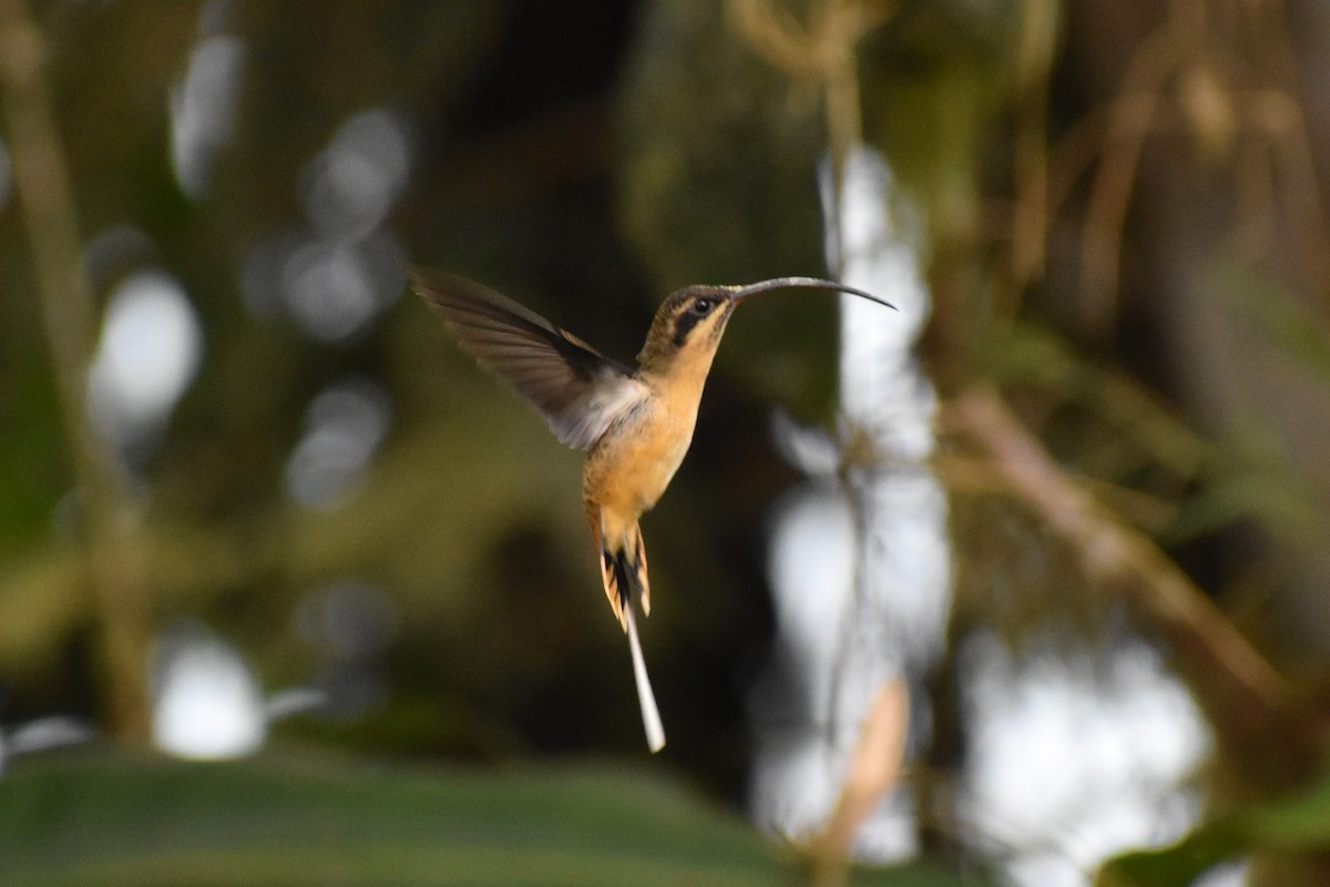 Tawny-bellied Hermit - ML645670987