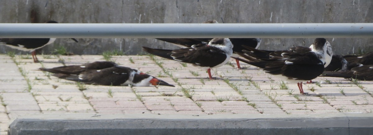 Black Skimmer - ML645670988
