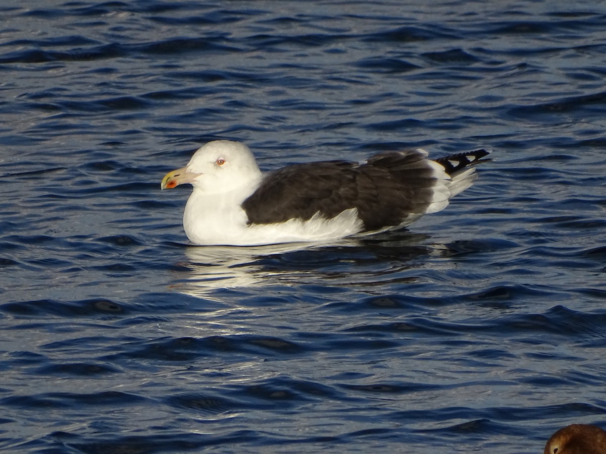 Great Black-backed Gull - ML645670989